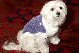 В США умерла собака-миллионер