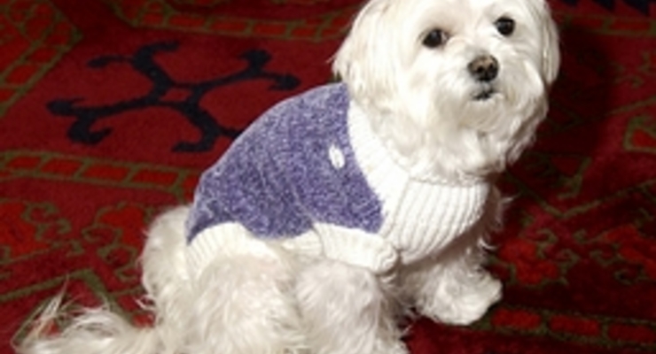 В США умерла собака-миллионер