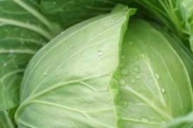 Азаров поручил вырастить больше капусты и картофеля