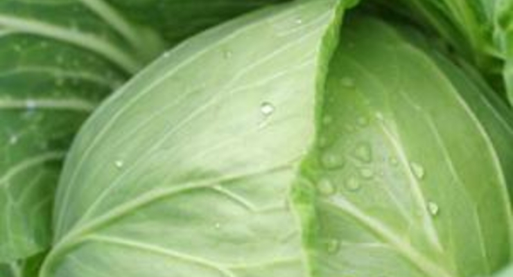 Азаров поручил вырастить больше капусты и картофеля