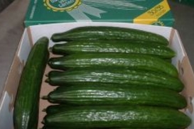 Испанские огурцы под запретом в Европе из-за массовых отравлений