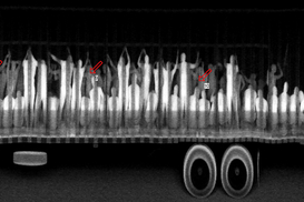 Нелегалов нашли с помощью рентгена