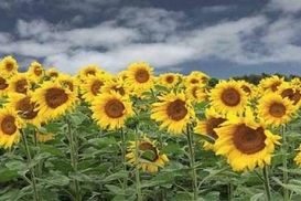 Украинцы не могут определиться с имиджем страны (опрос)