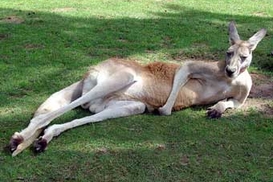 Австралия накормит украинцев кенгурятиной