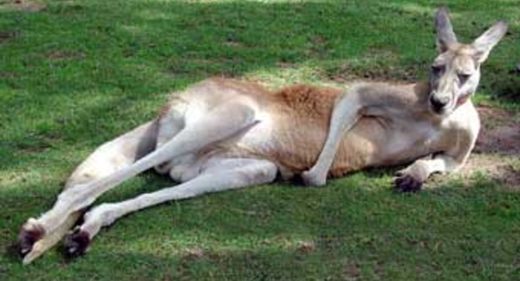 Австралия накормит украинцев кенгурятиной