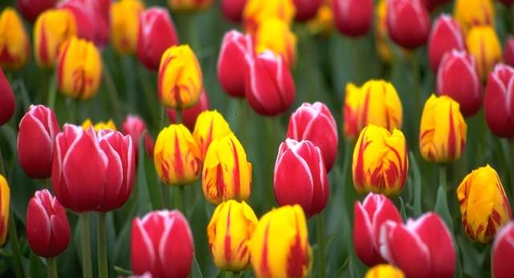 Майские праздники для украинцев святое