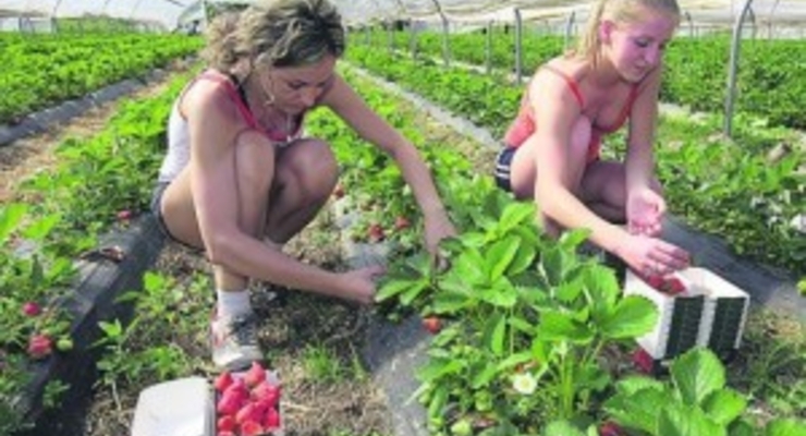 Современные "остарбайтеры" заработали для Британии 8 миллиардов долларов