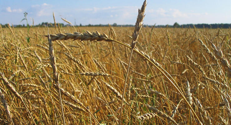 Минагрополитики: Украина экспортирует 20 млн зерна
