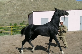 В Минагрополитики взялись за коней