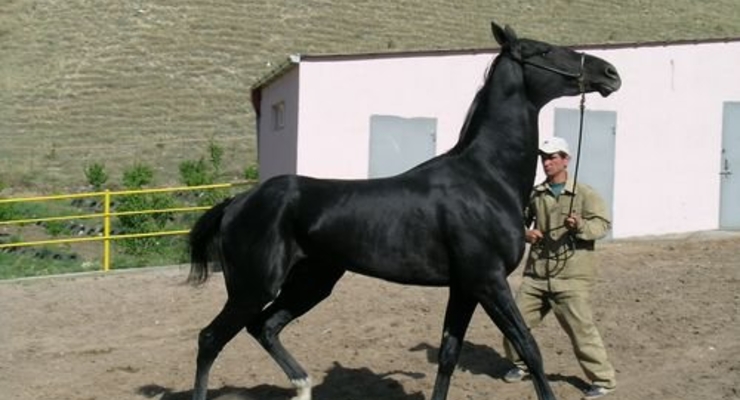 В Минагрополитики взялись за коней