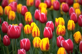 Какие выходные положены украинцам на майские праздники?