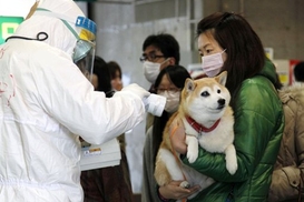 Уровень радиации в зоне отчуждения вокруг Фукусимы-1 в 500 раз выше нормы