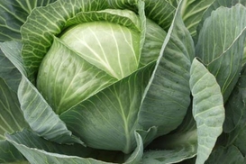 Азаров сам выращивает капусту