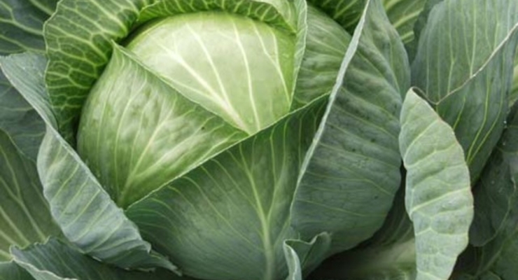 Азаров сам выращивает капусту