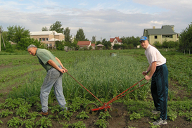 Азаров украинцам: «брать лопату и кормить свою семью»