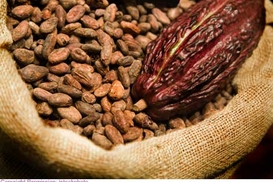 Какао дорожает из-за нестабильности в Кот дИвуаре