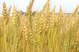 Кабмин не будет продлевать квоты на экспорт зерна в июле