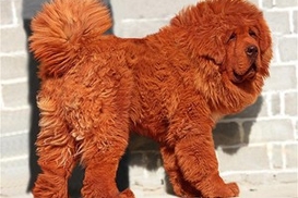 В Китае щенка продали за 1,5 млн долларов