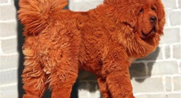 В Китае щенка продали за 1,5 млн долларов