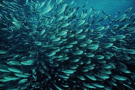 Меню в японских ресторанах подорожает?!