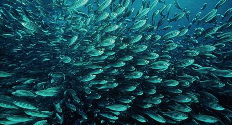 Меню в японских ресторанах подорожает?!