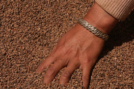 Чиновники одобрили китайскую гречку