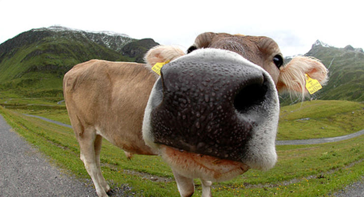 В Одесской области корова съела $2 тыс.
