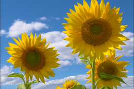 С подсолнечного масла уберут надпись «Без холестерина »