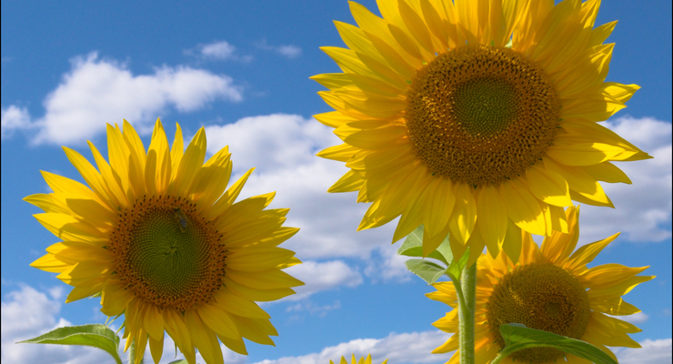 С подсолнечного масла уберут надпись «Без холестерина »