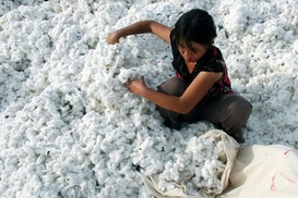 Цены на хлопок побили исторический рекорд