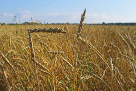 Чем плоха госмонополия на экспорт сельхозпродукции