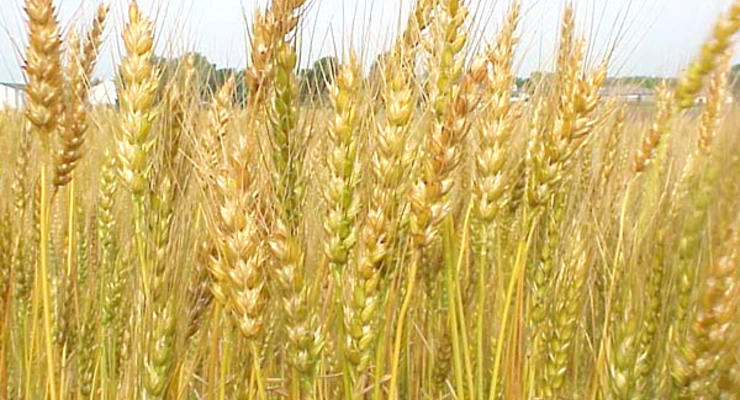 Украина экспортировала 7 млн тонн зерна в 2010 году