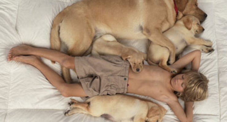 Американцы предпочитают лабрадоров