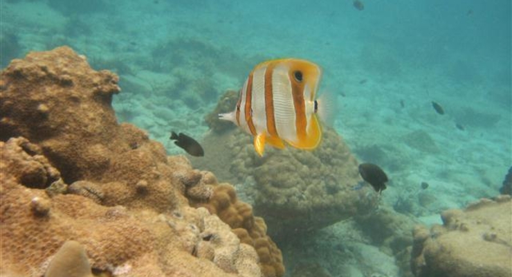 Аквалангистам закрыли морские парки Таиланда