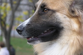 Почему пытаются закрыть питомник для бездомных животных в Киеве?