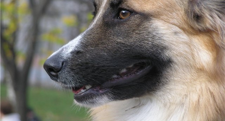 Почему пытаются закрыть питомник для бездомных животных в Киеве?