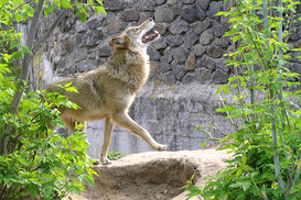 На развитие столичного зоопарка выделят 12 млн гривен