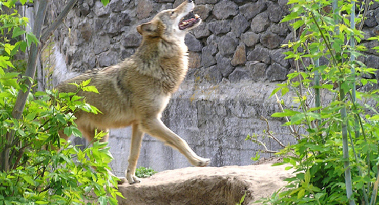 На развитие столичного зоопарка выделят 12 млн гривен