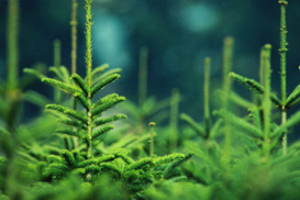 МВД насчитало незаконных елок на 2 млн гривен