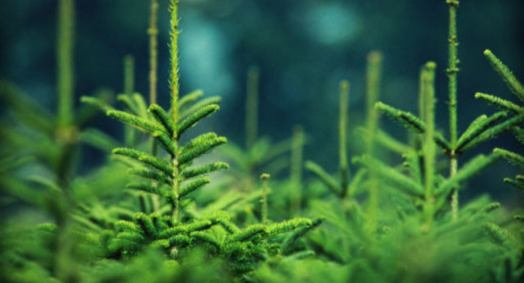 МВД насчитало незаконных елок на 2 млн гривен