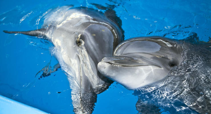В Киеве опять скандал вокруг дельфинария