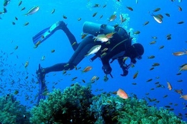 У берегов Шарм-эль-Шейха снова можно нырять