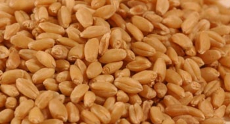 Кабмин отменит квоты на экспорт зерна в 2011 году