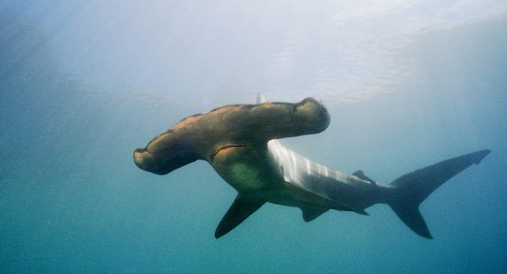 Турист нечаянно убил акулу-людоедку в Египте