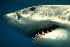 Защитит ли страховка туриста от укуса акулы?