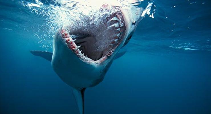 Египтяне зарабатывают на испуганных акулами туристах