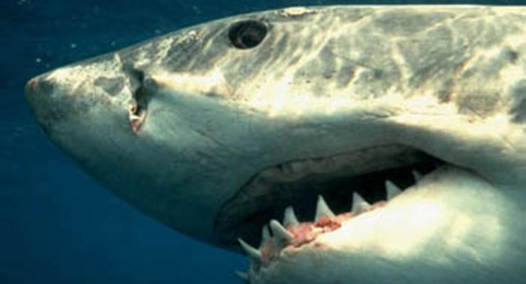 Из-за нападения акул туристы не хотят ехать в Шарм-эль-Шейх