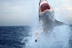 В Шарм-эль-Шейхе поймали акулу, нападавшую на туристов