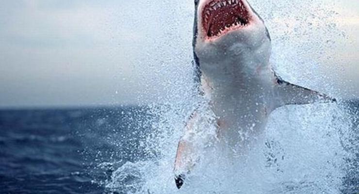 В Шарм-эль-Шейхе поймали акулу, нападавшую на туристов