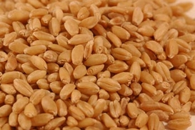 Сегодня Минэкономики распределит квоты на экспорт зерна